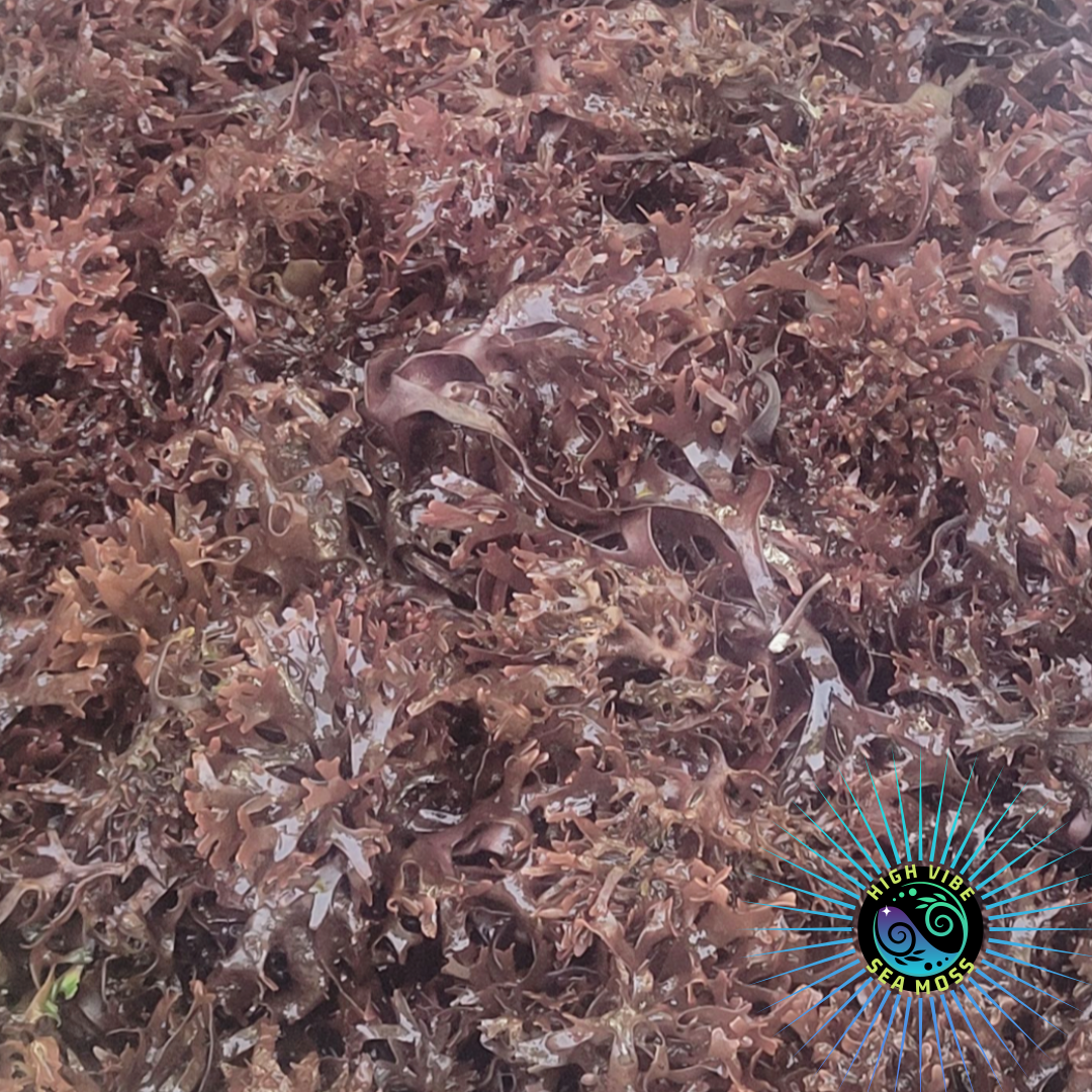 Canadian Irish Moss Gel (Chondrus Crispus)