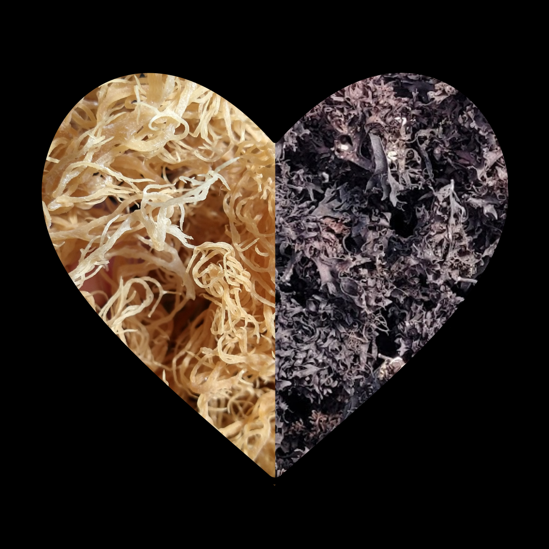Original Sea moss Collection