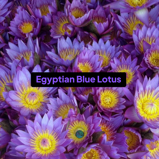 Egyptian Blue Lotus Flower Sea Moss Gel