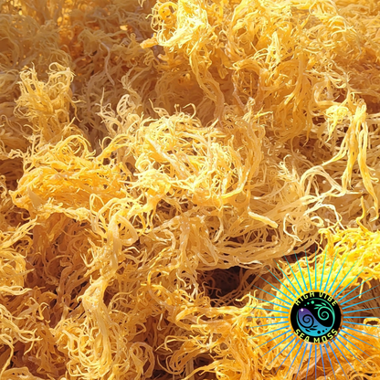 St. Lucian Gold Sea Moss Gel (Genus Gracilaria)