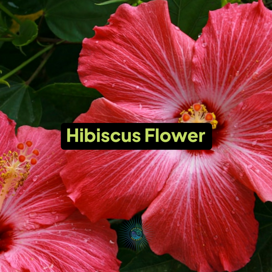 Hibiscus Flower Sea Moss Gel