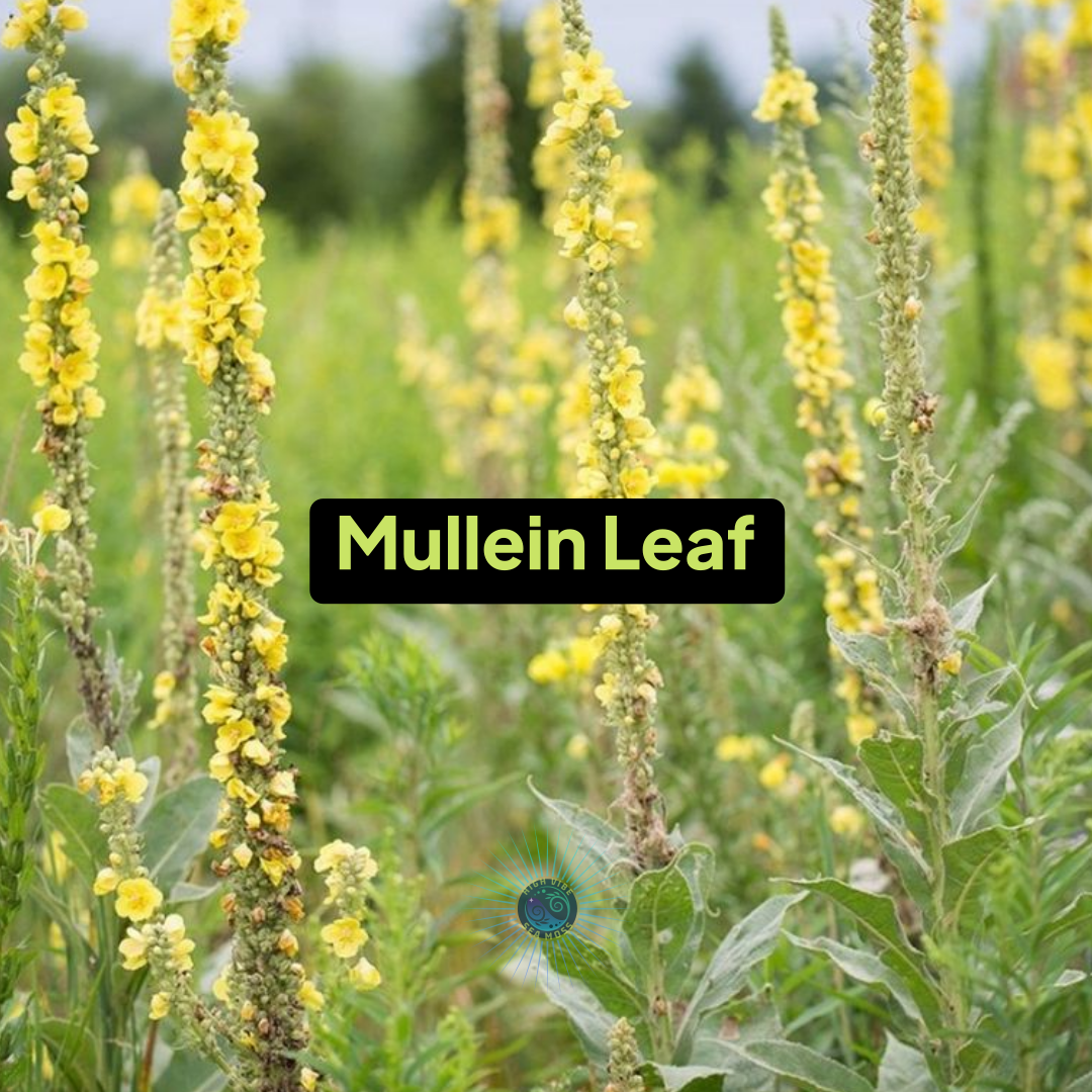 Mullein Leaf Sea Moss Gel